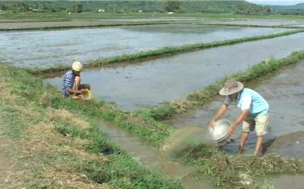 Tuy An: Khâu gieo sạ vụ lúa hè thu 2016 gặp khó khăn