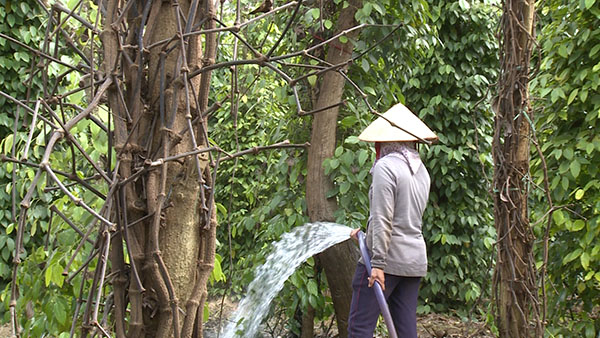 Người trồng tiêu chăm sóc những nọc tiêu còn lại 