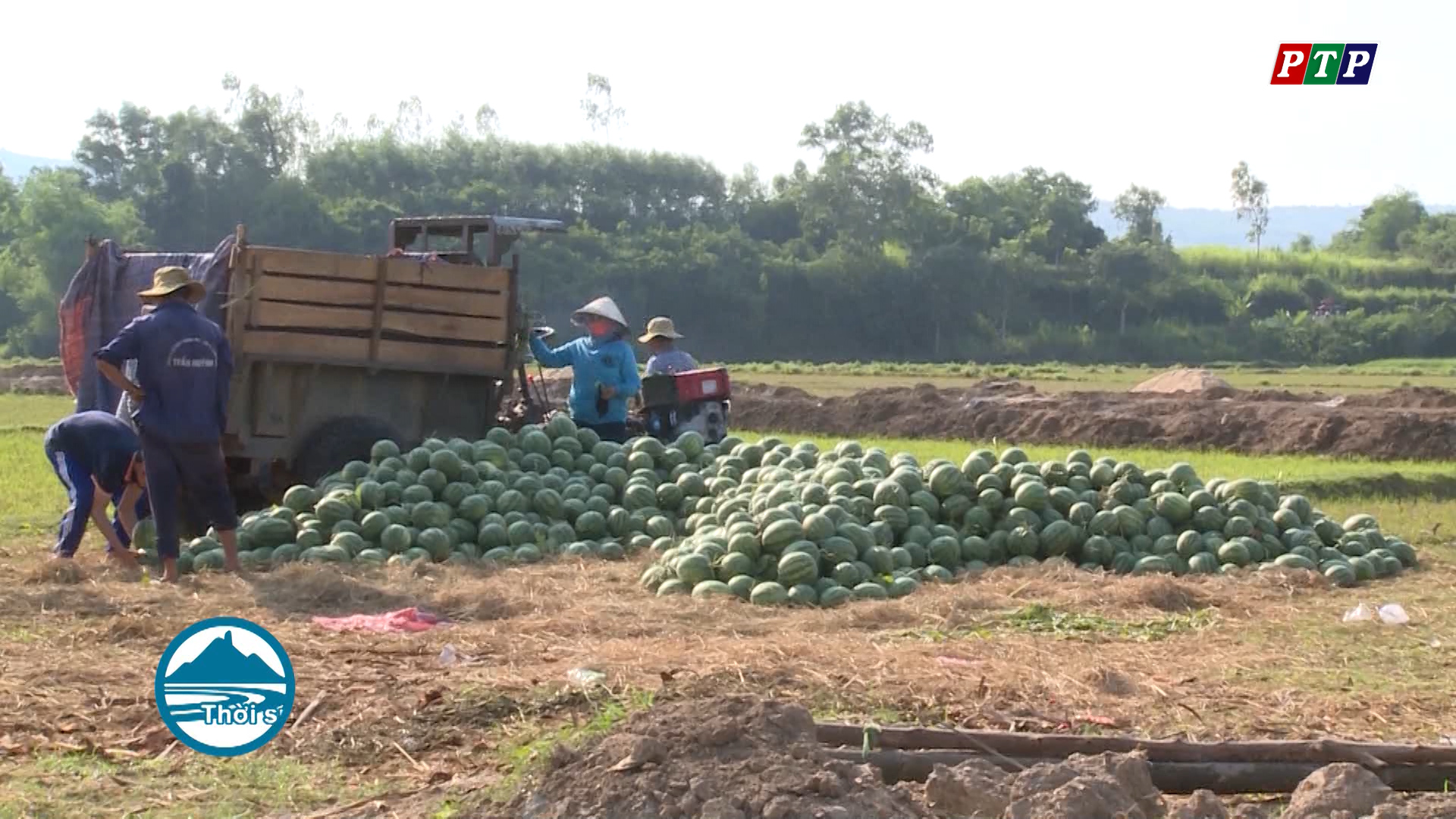 Giá dưa hấu tăng cao, người trồng có lãi