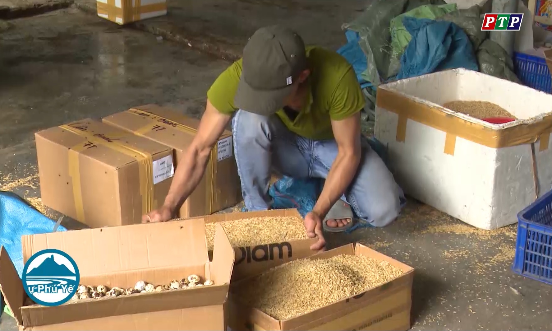 Phú Yên: Xây dựng HTX theo hướng nông sản sạch, khép kín