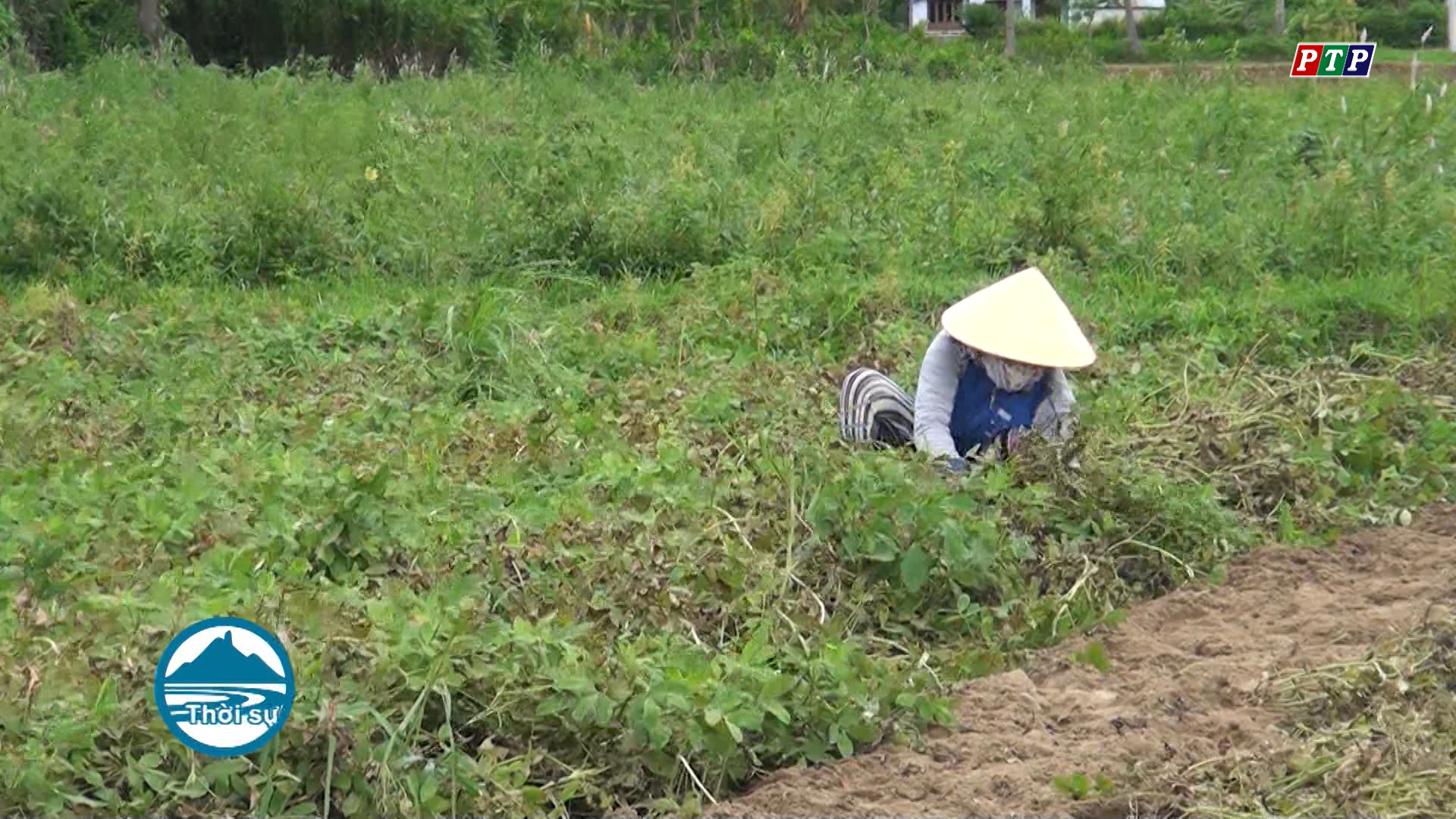 Đậu phụng được mùa, được giá, nông dân phấn khởi