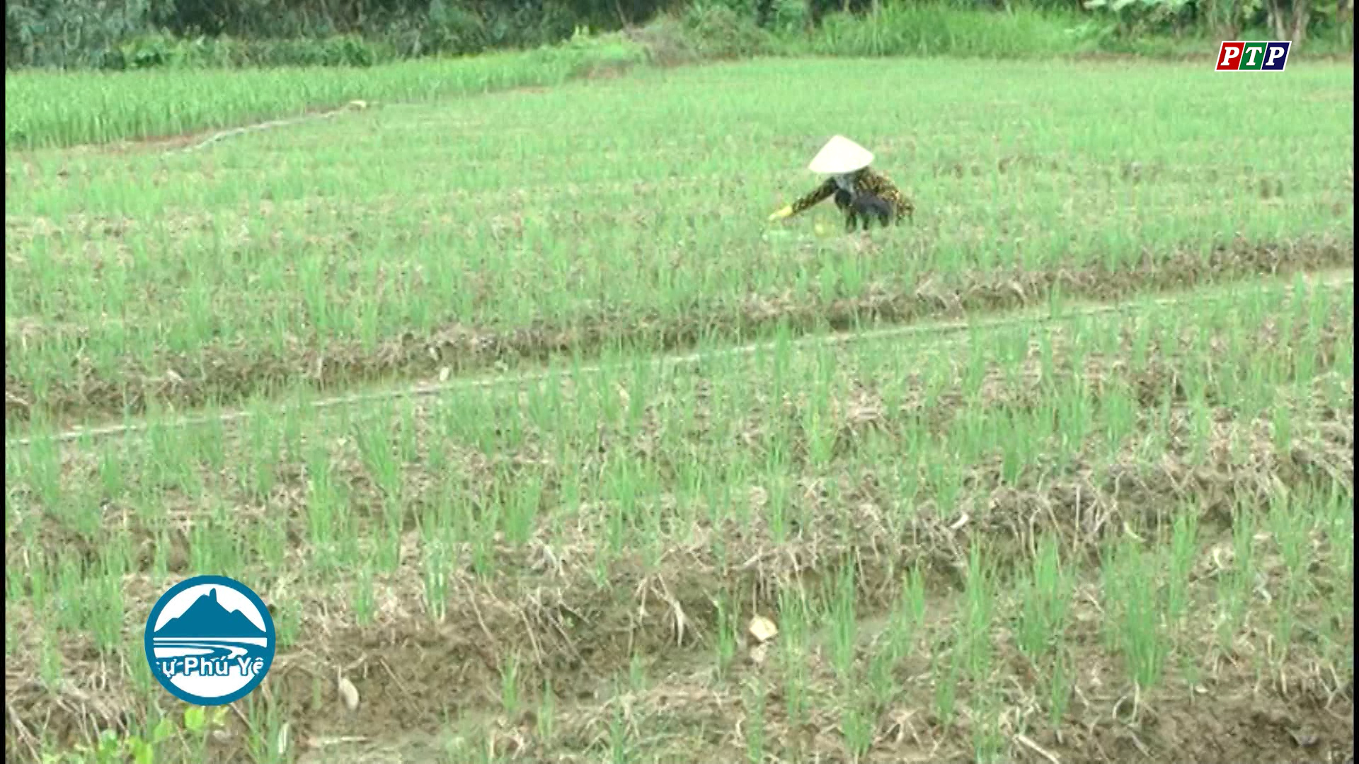 Hành lá rớt giá, nông dân khốn khó