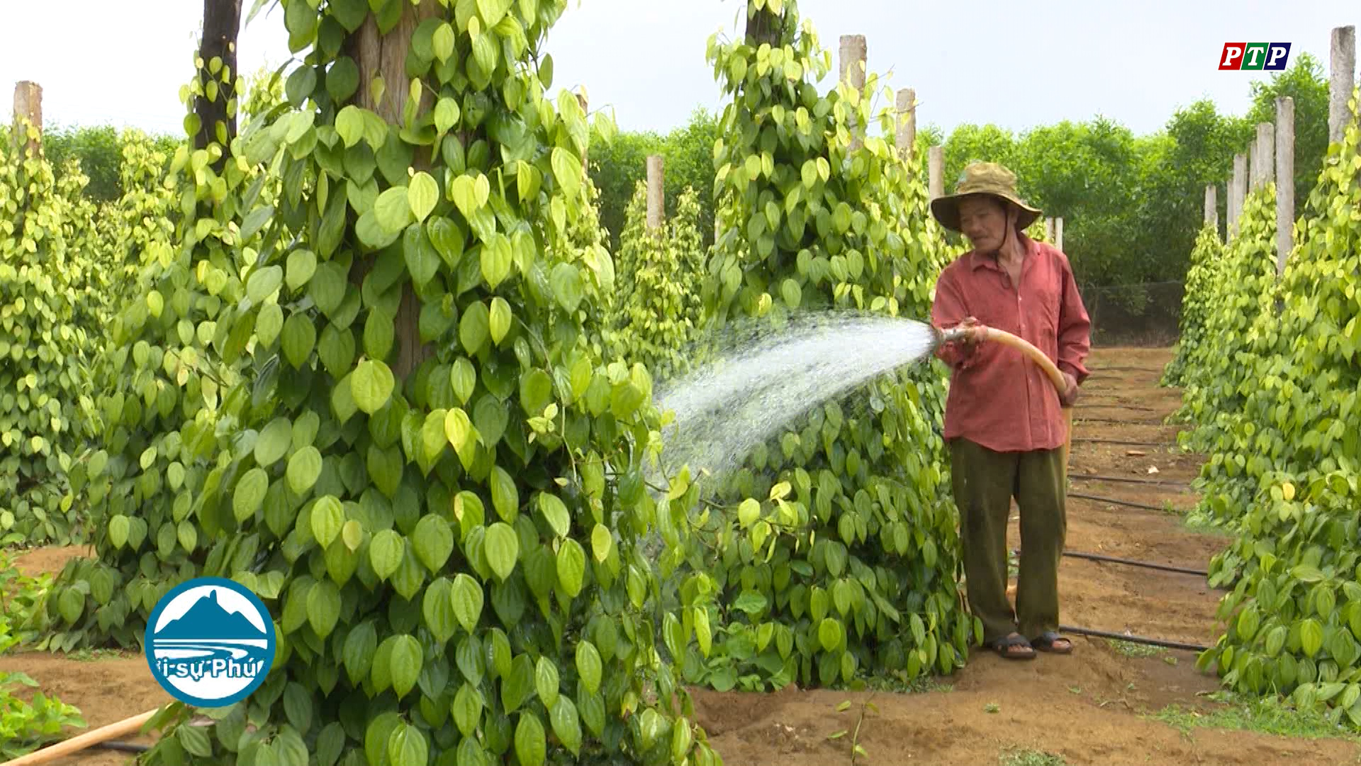 Tuy An: Phần lớn hộ đầu tư sản xuất cây tiêu không có thu nhập