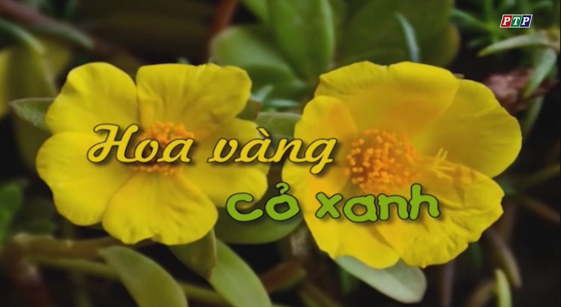 Phóng Sự: Hoa Vàng Cỏ Xanh