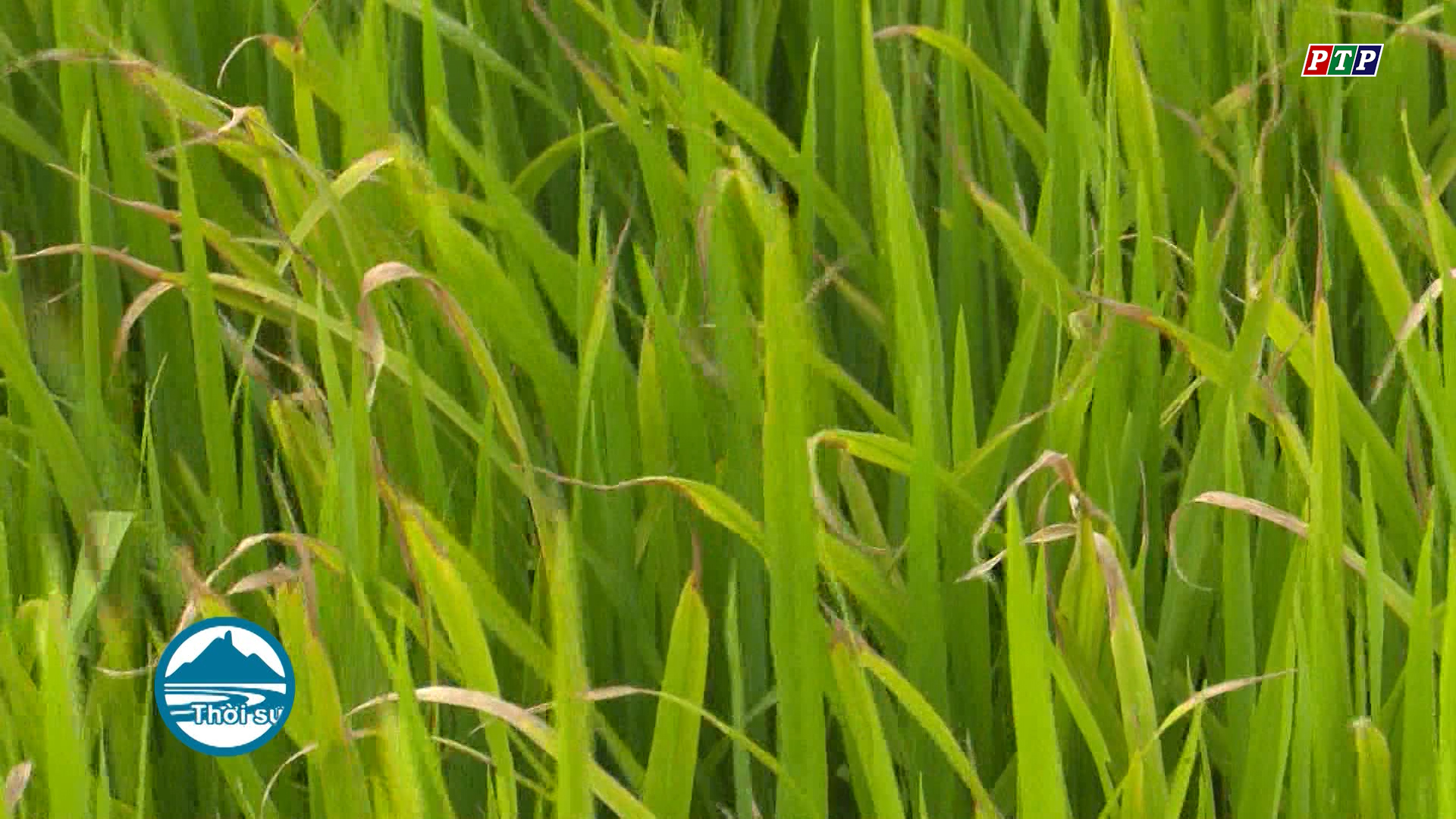 Bệnh vàng lá chín sớm lây lan nhanh trên lúa, nông dân lo lắng