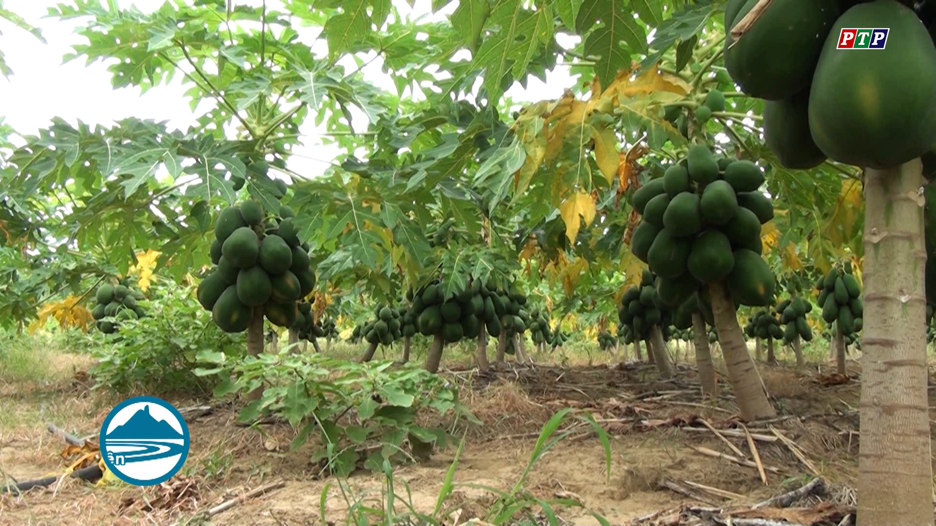 Chuyển đổi cây trồng, giải pháp thích ứng với biến đổi khí hậu