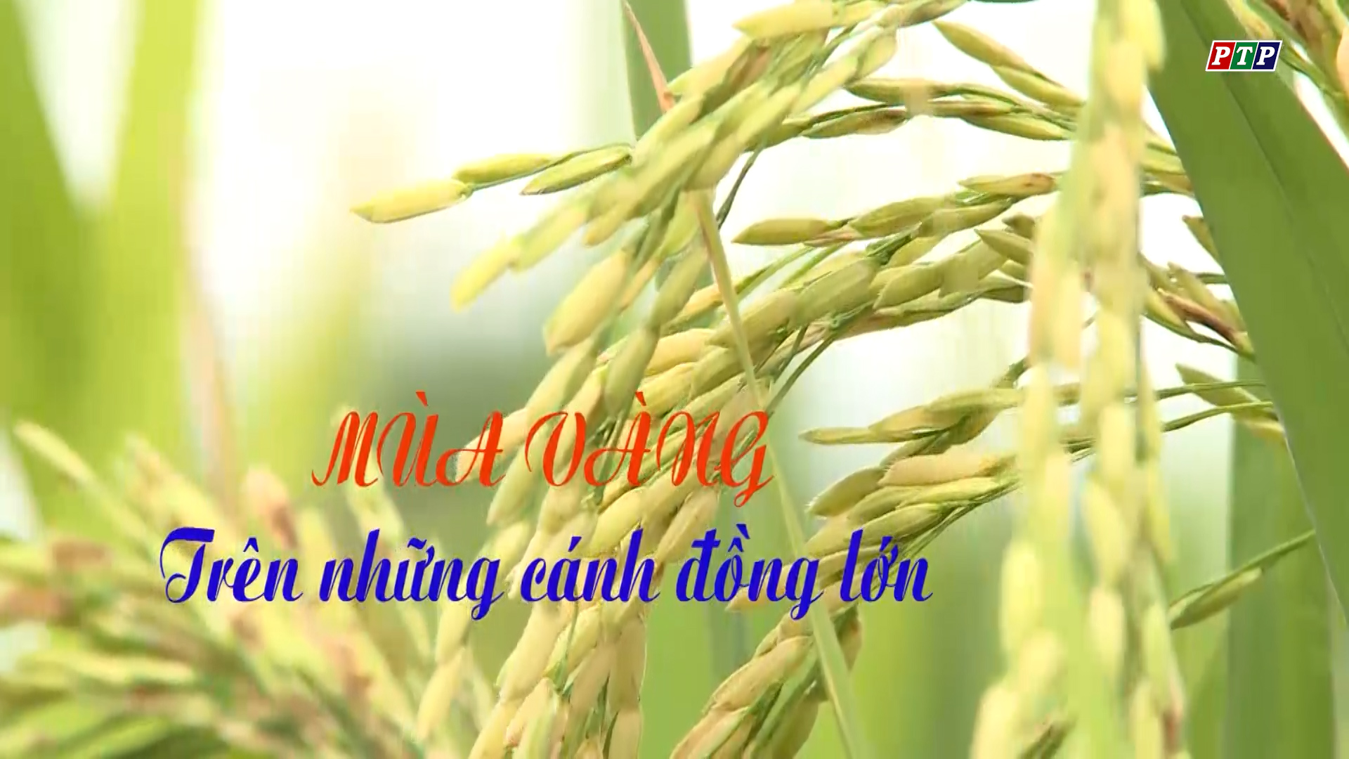 PS - Mùa Vàng Trên Những Cánh Đồng Lớn (2018)