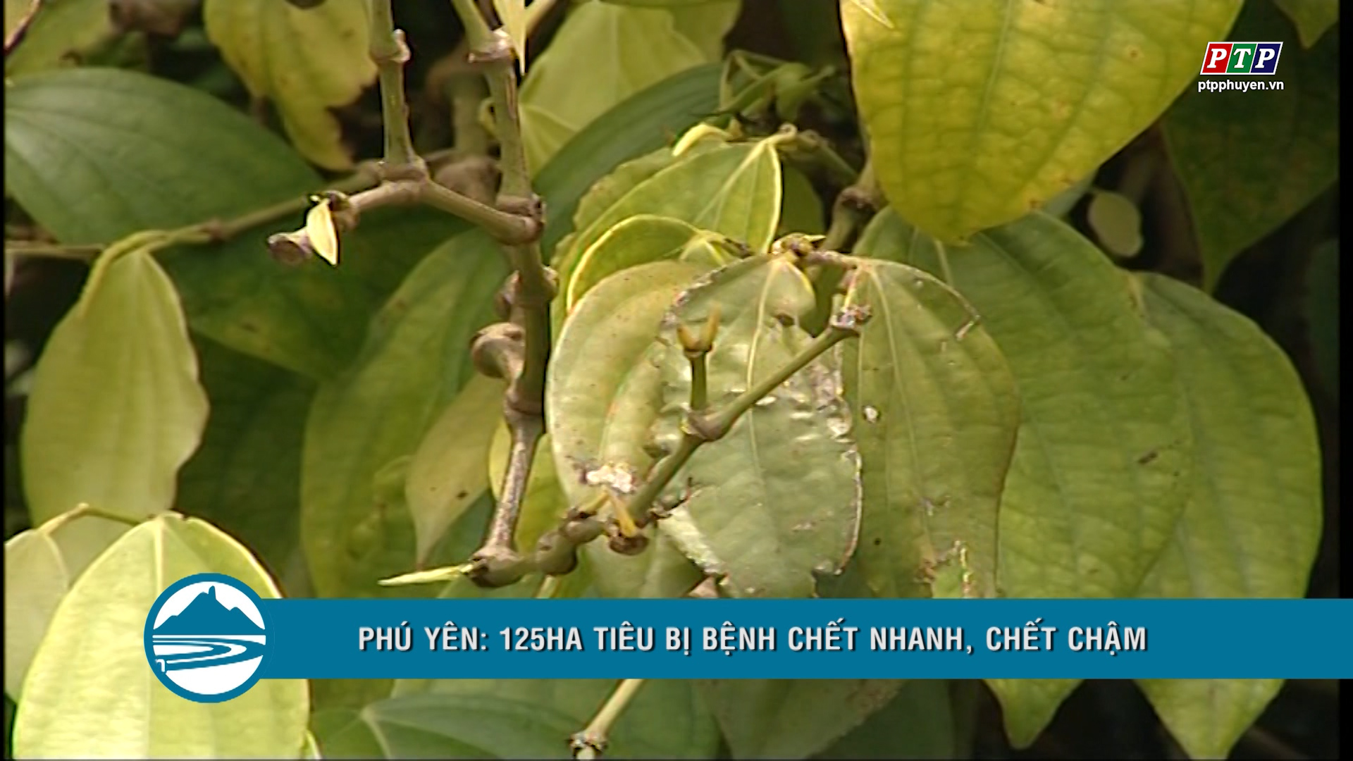 Phú Yên: 125ha tiêu bị bệnh chết nhanh, chết chậm