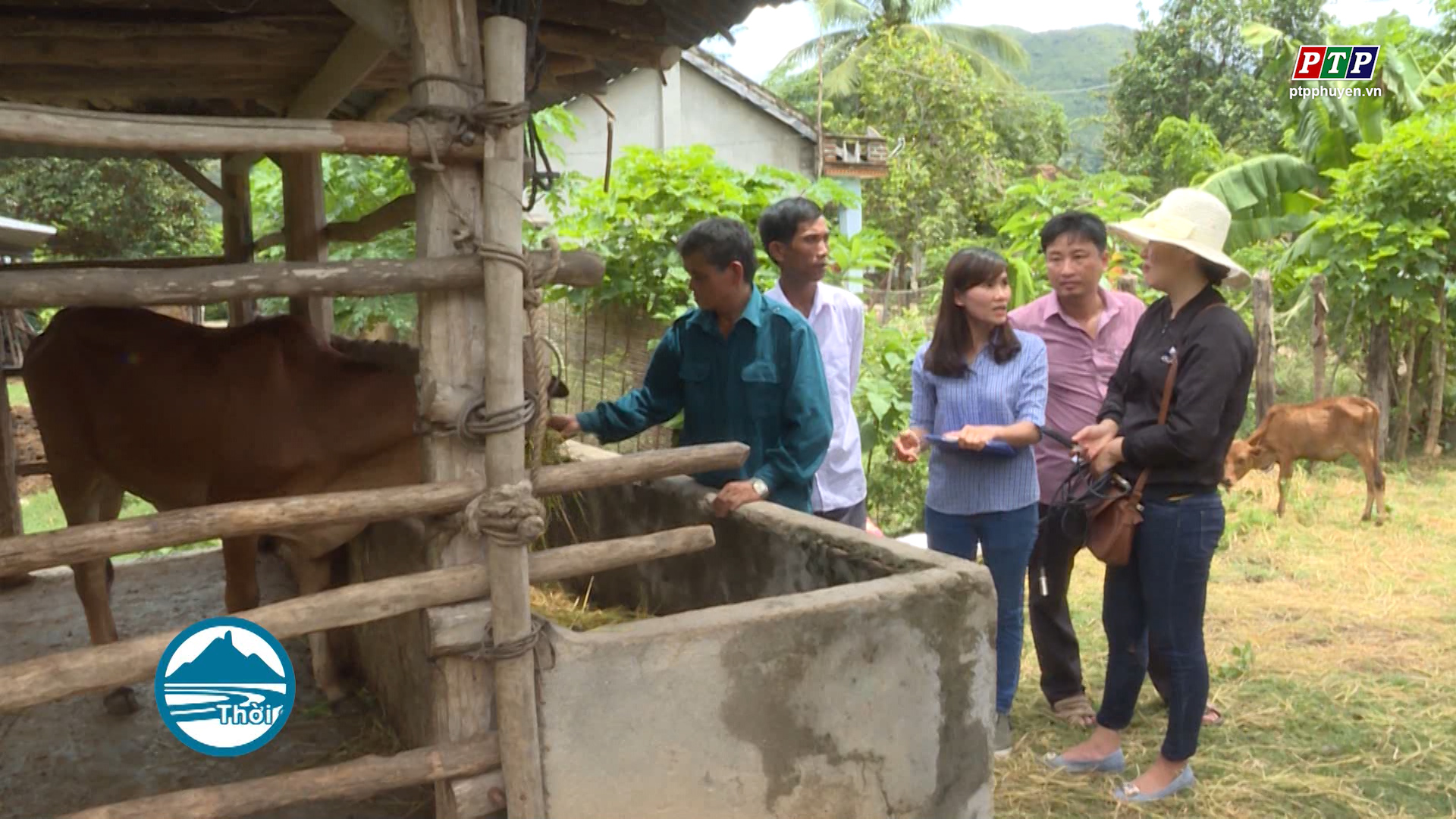 Chăn nuôi bò sinh sản dự án JICA: mô hình mang lại hiệu quả