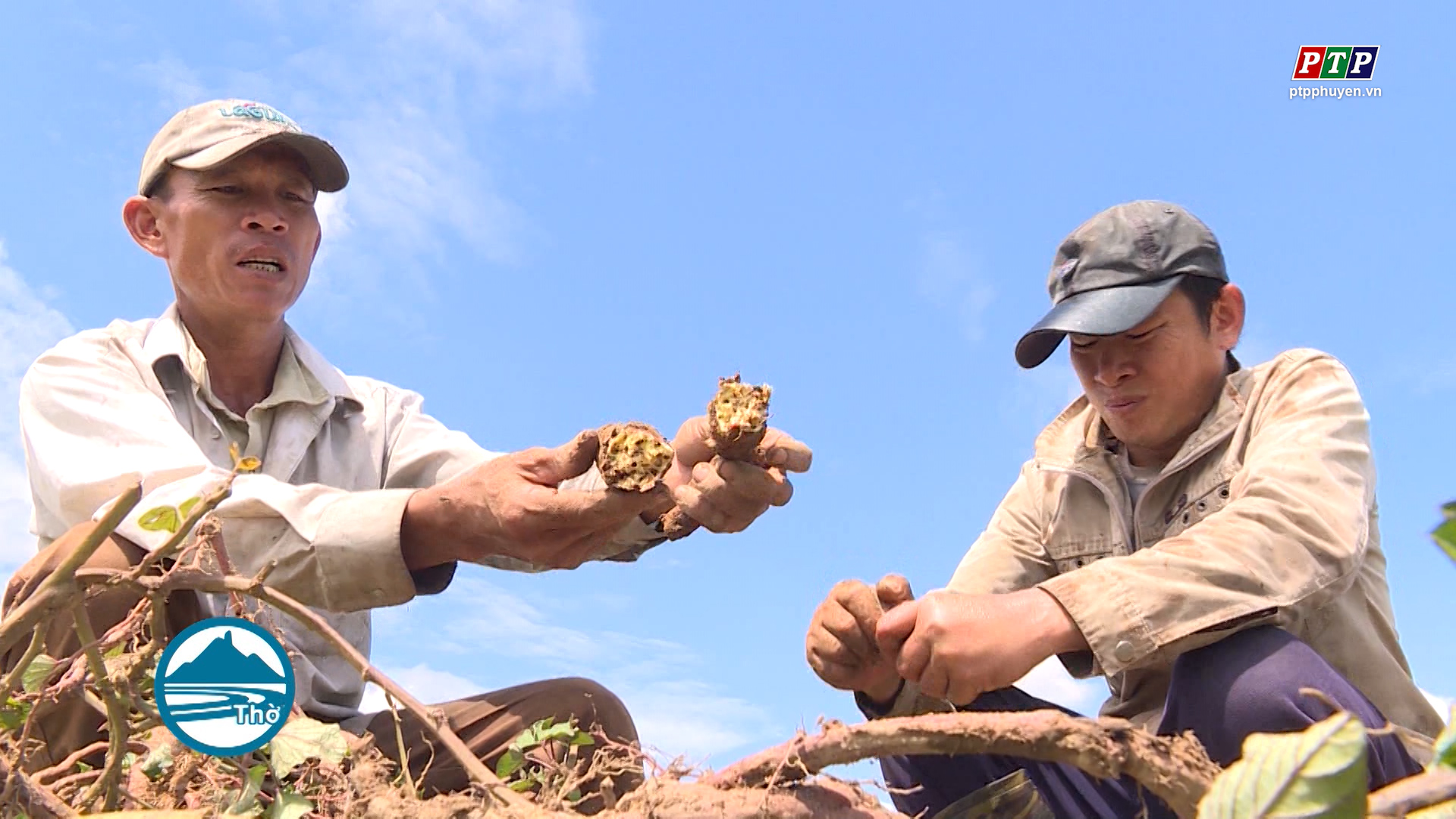 Nông dân điêu đứng khi doanh nghiệp không thực hiện hợp đồng thu mua nông sản