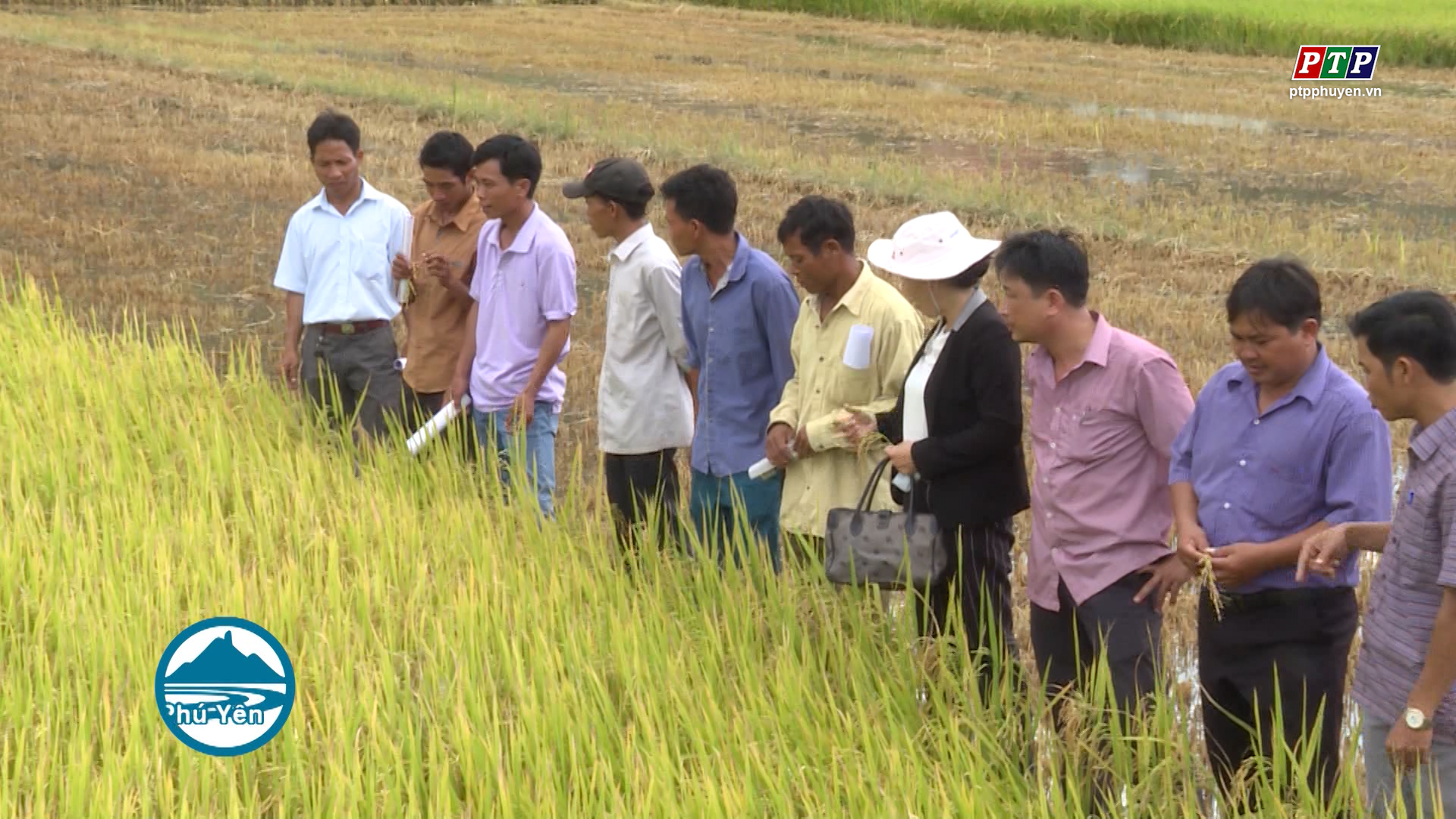 Đưa lúa nước lên vùng cao Phú Mỡ