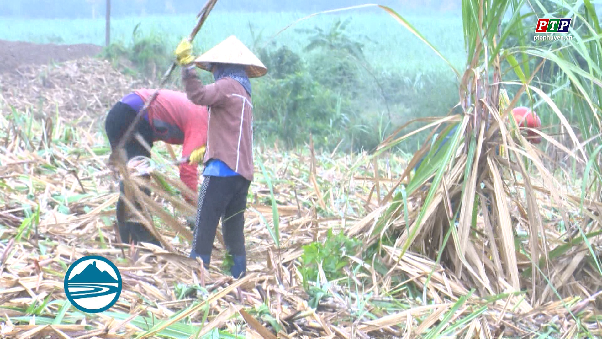Tháo gỡ khó khăn cho ngành mía đường từ vùng nguyên liệu