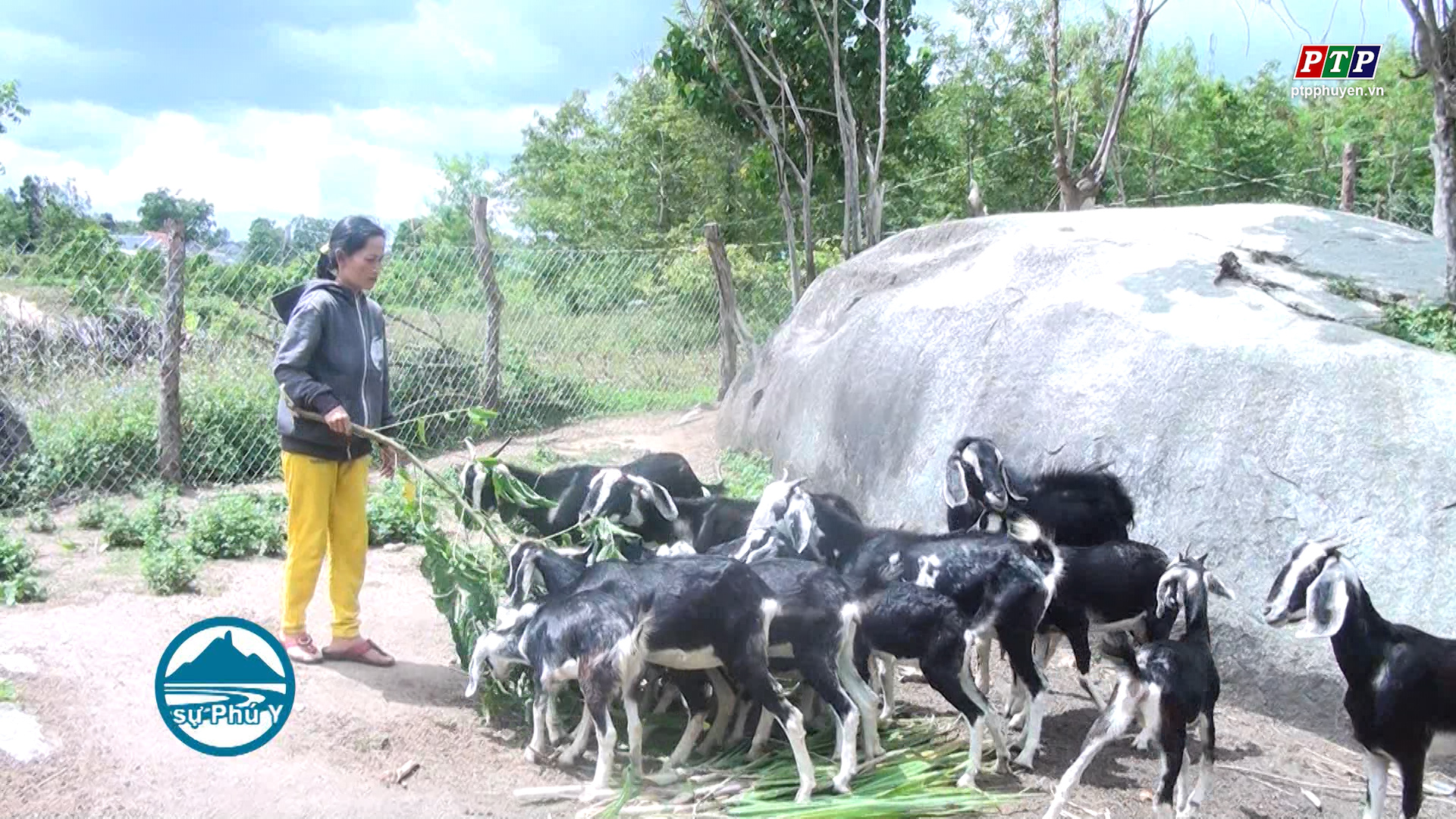 Thoát nghèo nhờ chăn nuôi