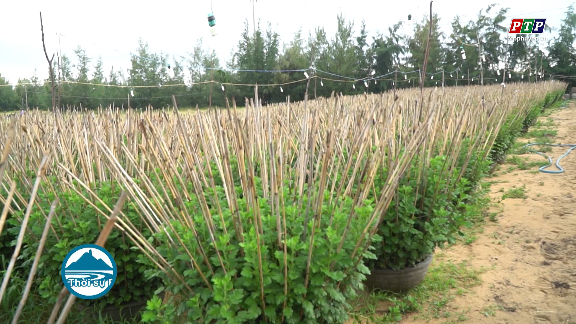 Khắc phục khó khăn vụ hoa tết