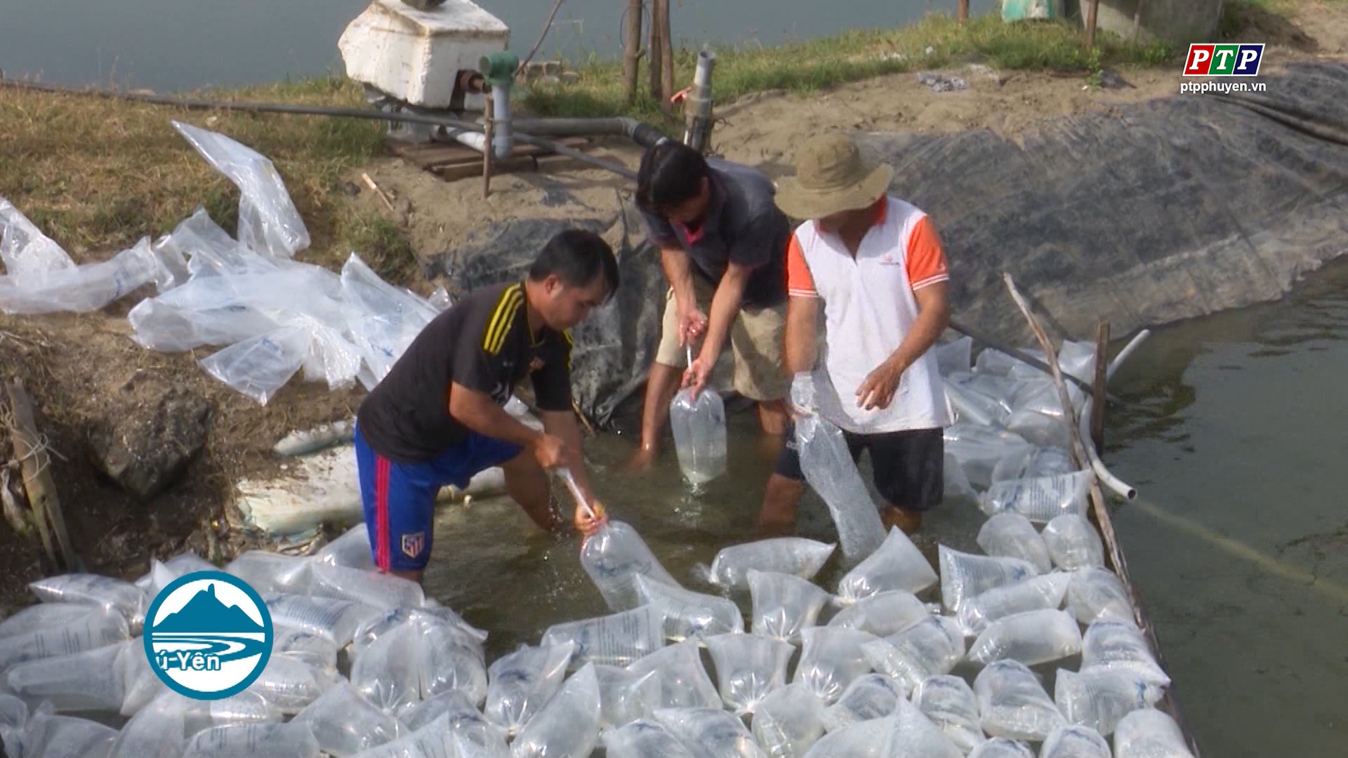 Triển khai khung lịch mùa vụ thả giống nuôi tôm nước lợ năm 2019