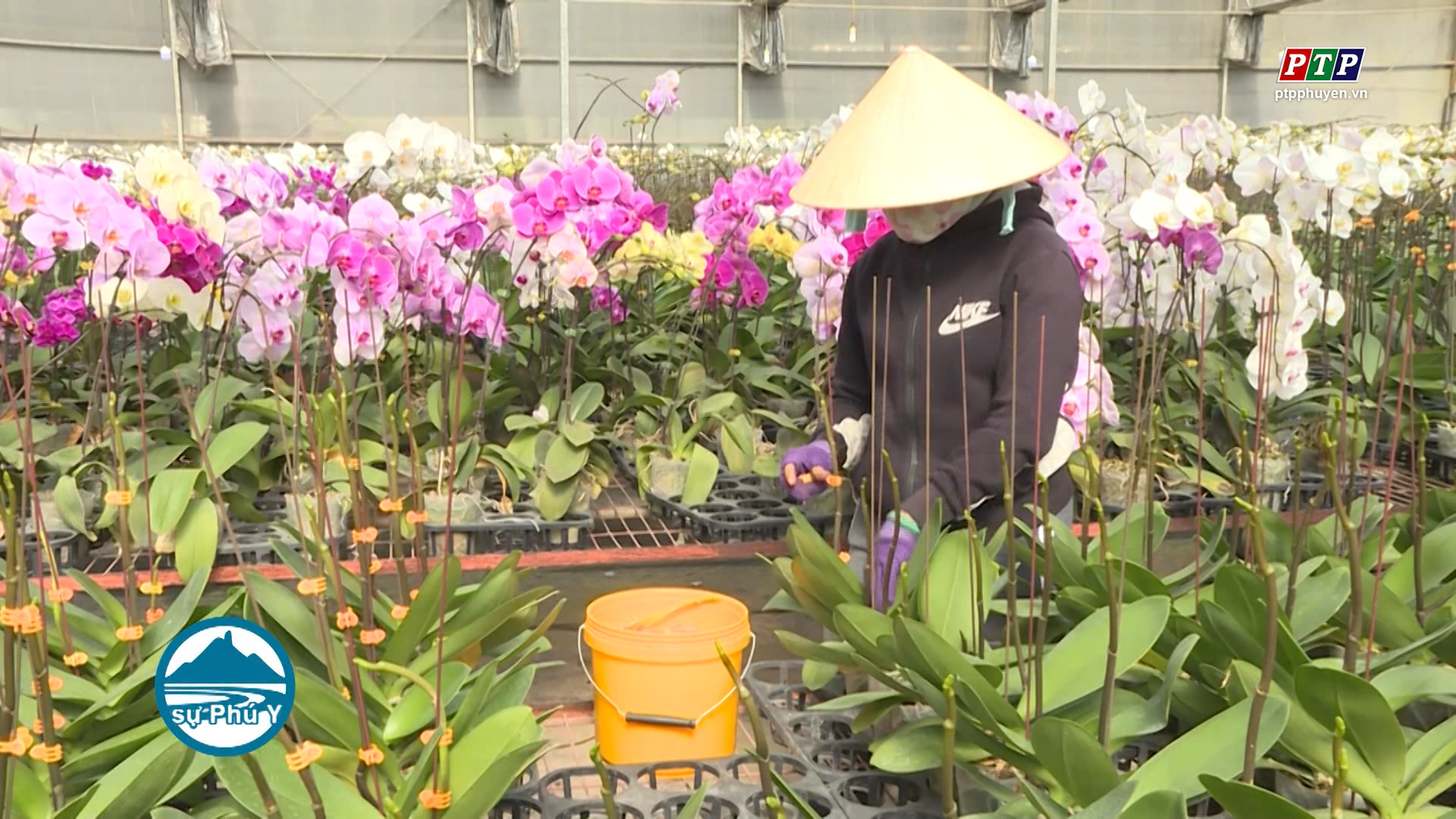 Phú Yên phát triển nông nghiệp công nghệ cao - hướng đi tất yếu