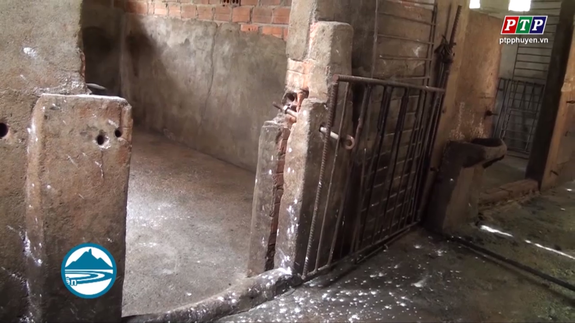 Phú Yên: Phát hiện ổ dịch tả lợn Châu Phi đầu tiên tại huyện Sông Hinh