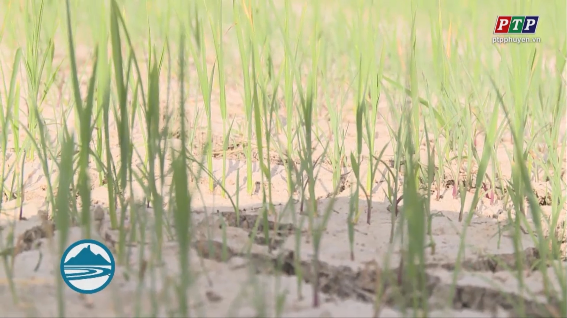 Căng thảng nước tưới ngay từ đầu vụ lúa hè thu 2019