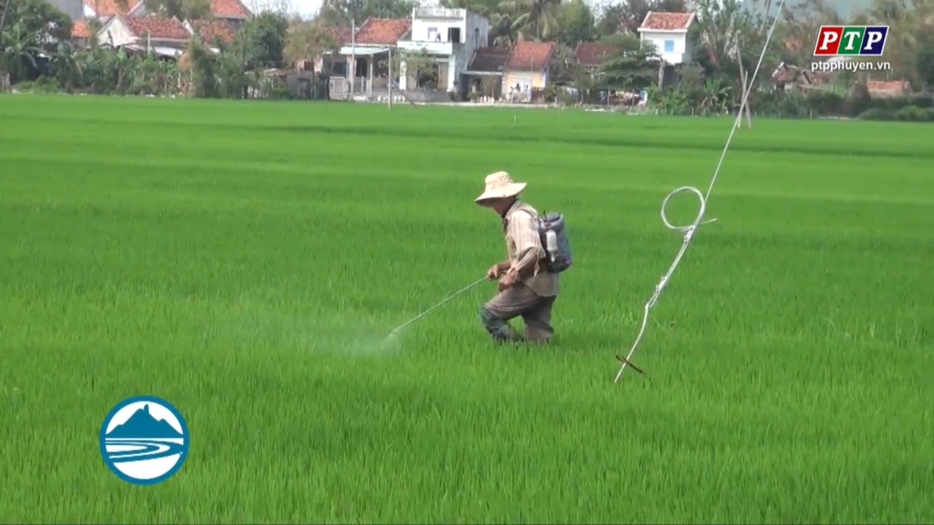 Cơn “mưa vàng” giải hạn