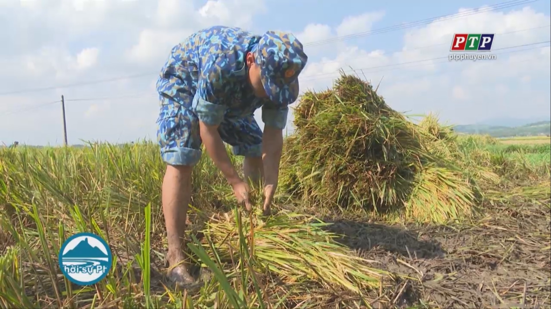 Bộ đội xuống đồng giúp dân gặt lúa chống úng