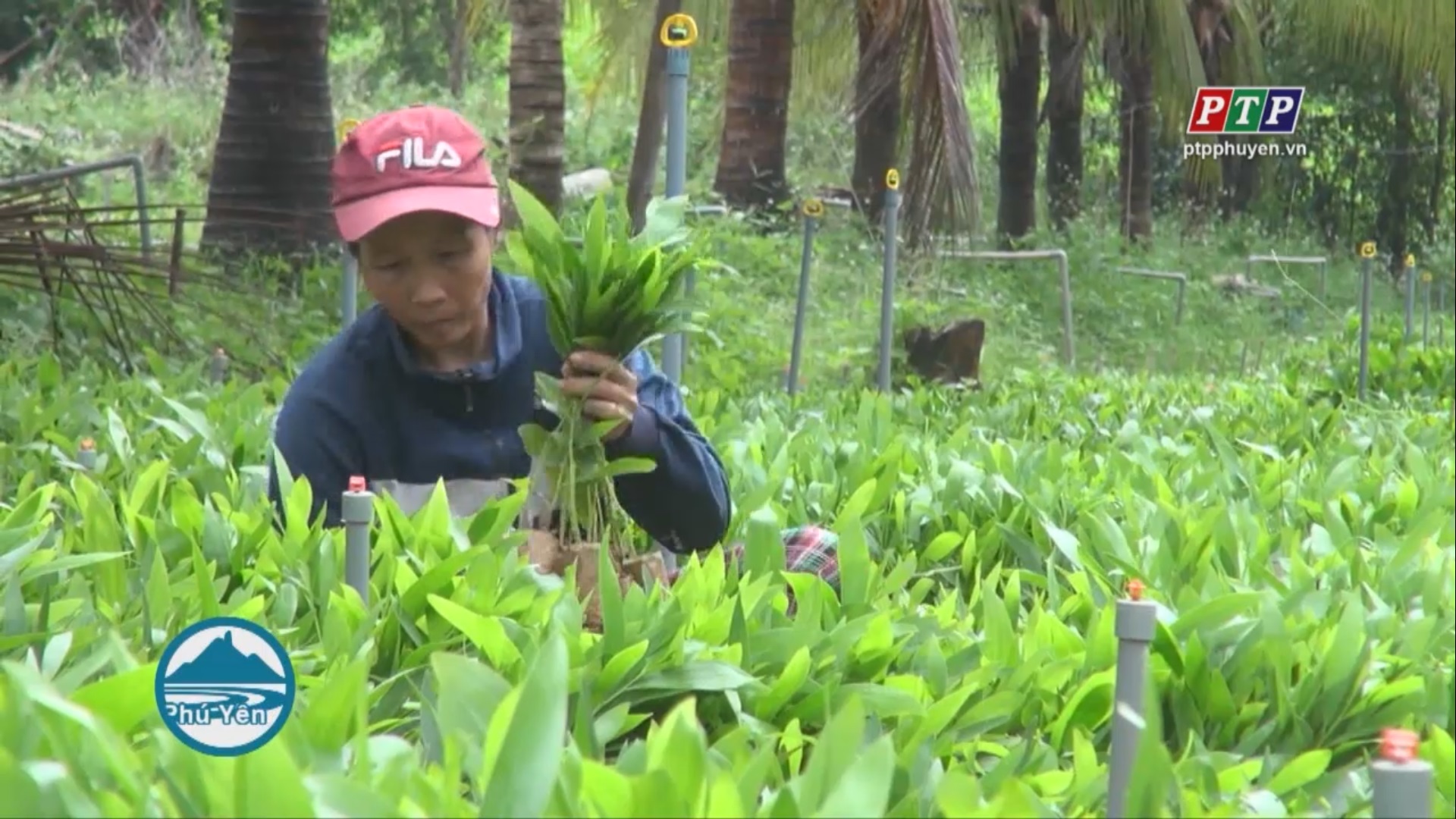 Kiểm soát giống, nâng cao chất lượng rừng trồng