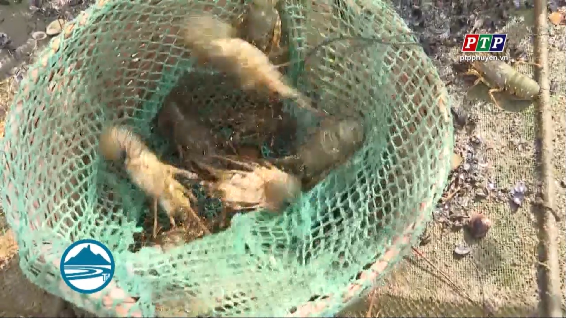 Tạm ngừng xuất khẩu tôm hùm sang Trung Quốc: Người nuôi gặp khó