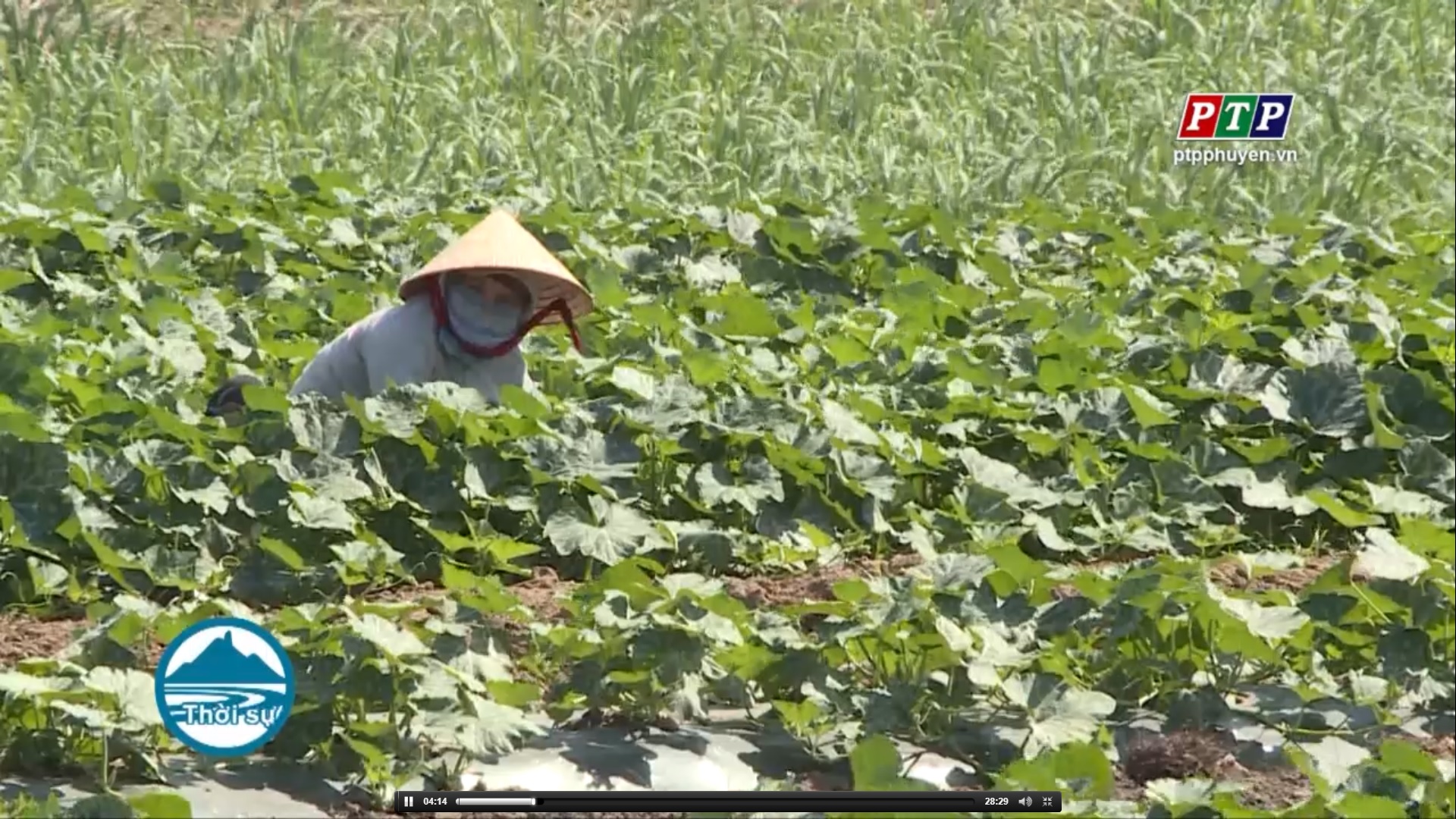 Sơn Hòa, chuyển đổi gần 200 ha cây trồng trên đất trồng mía