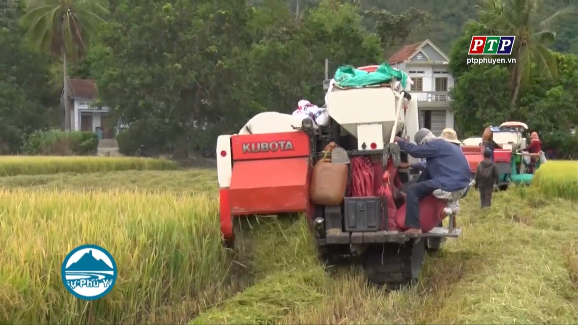 Tập trung thu lúa hè thu nhanh tránh thiệt hại