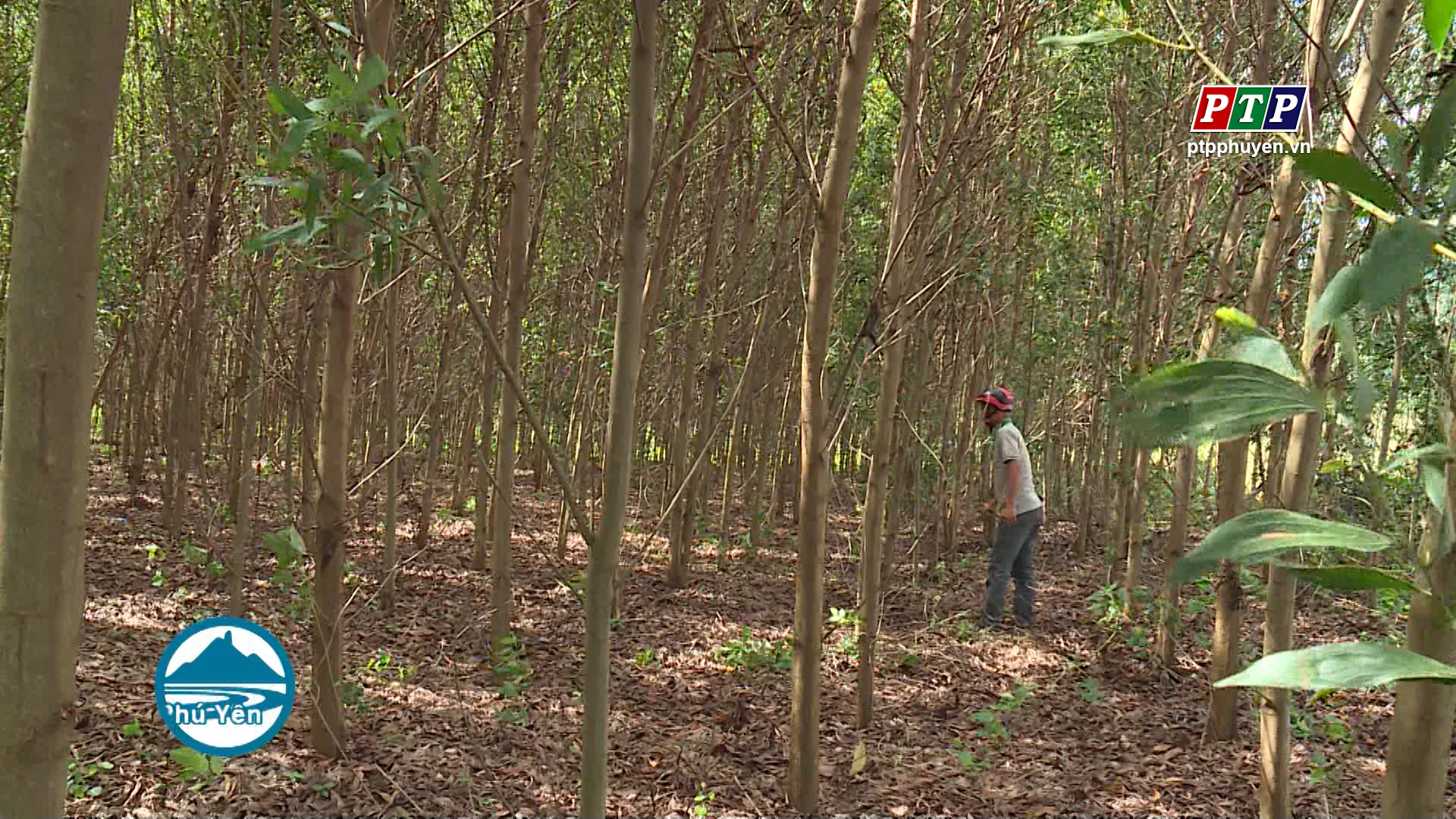 Hỗ trợ người dân phát triển mô hình kinh tế trồng rừng