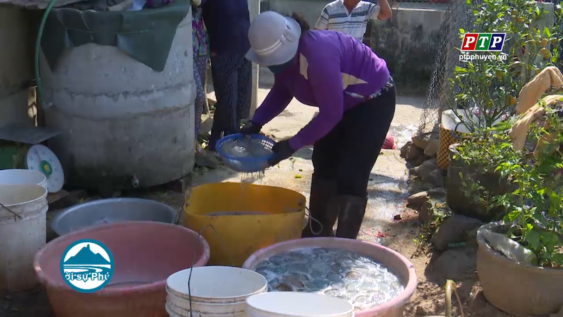 Tuy An: Thu nhập cao nhờ mùa sứa trái vụ