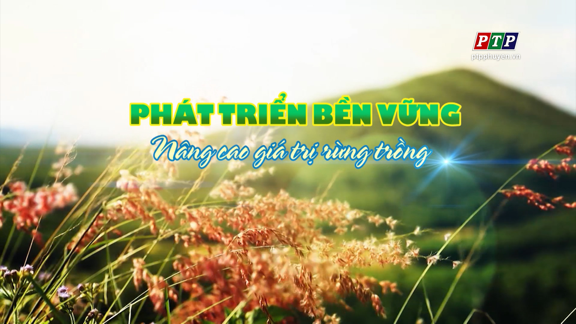 PS - Phát Triển Bền Vững Nâng Cao Giá Trị Rừng Trồng