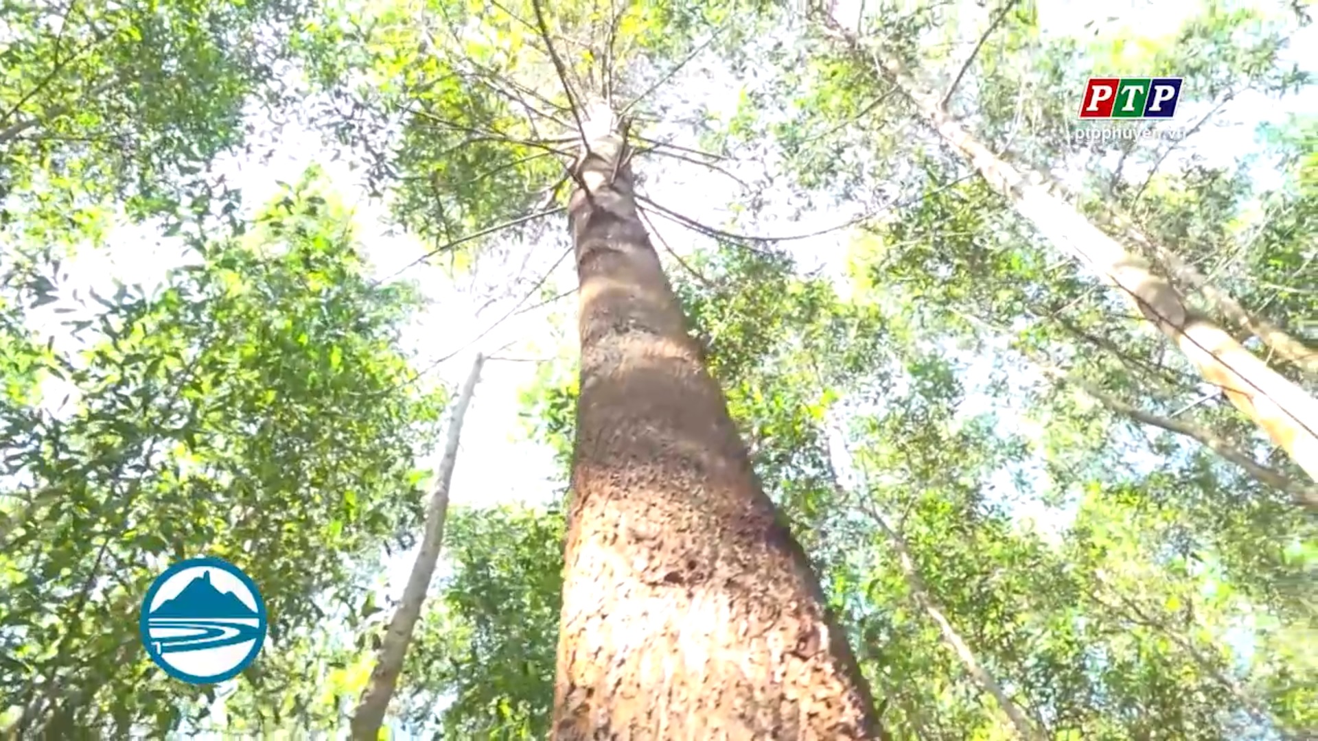 Phú Yên quyết tâm thực hiện Đề án trồng mới 15 triệu cây xanh