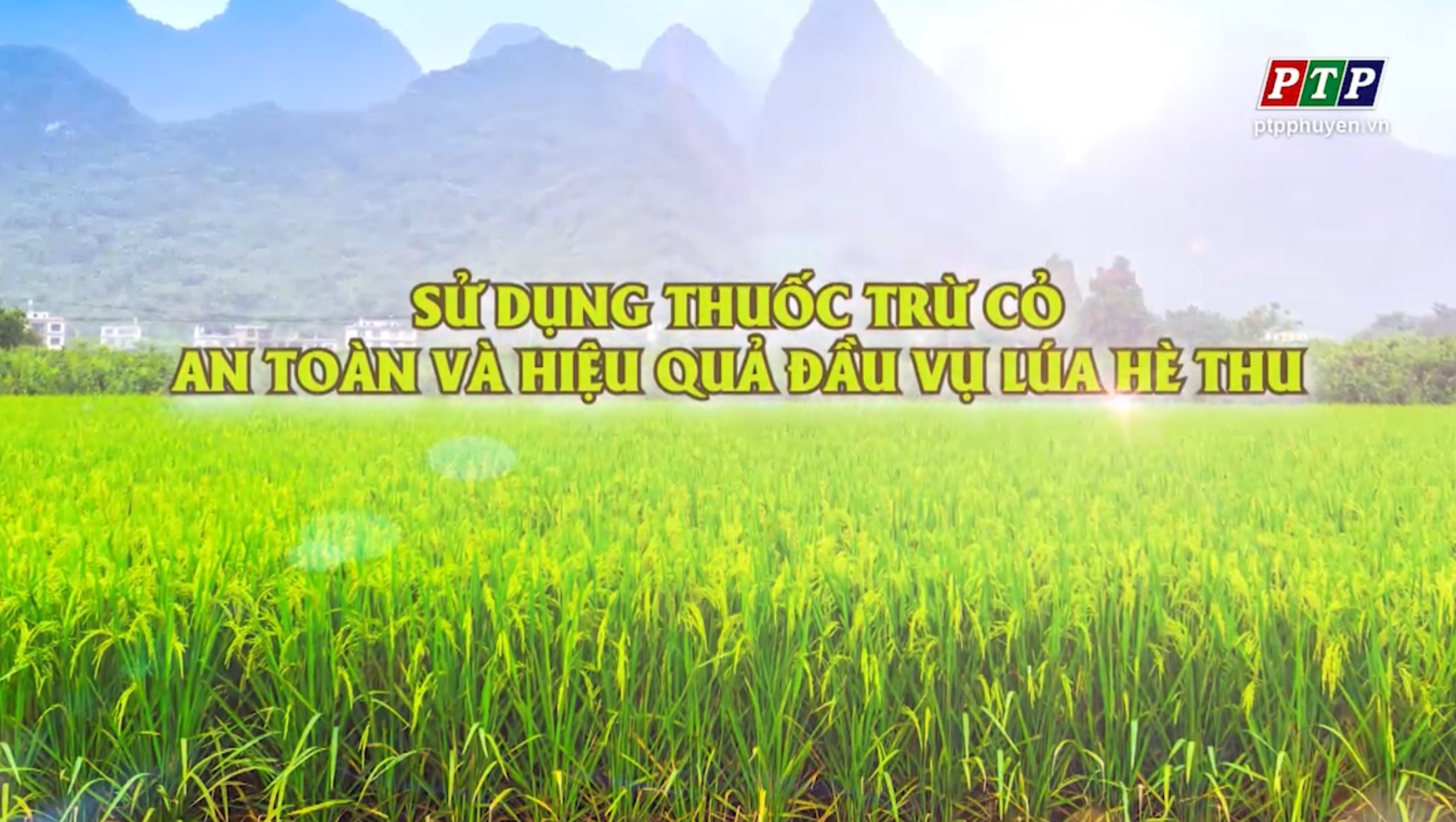 PS - Sử Dụng Thuốc Trừ Cỏ An Toàn Và Hiệu Quả Đầu Vụ Lúa Hè Thu