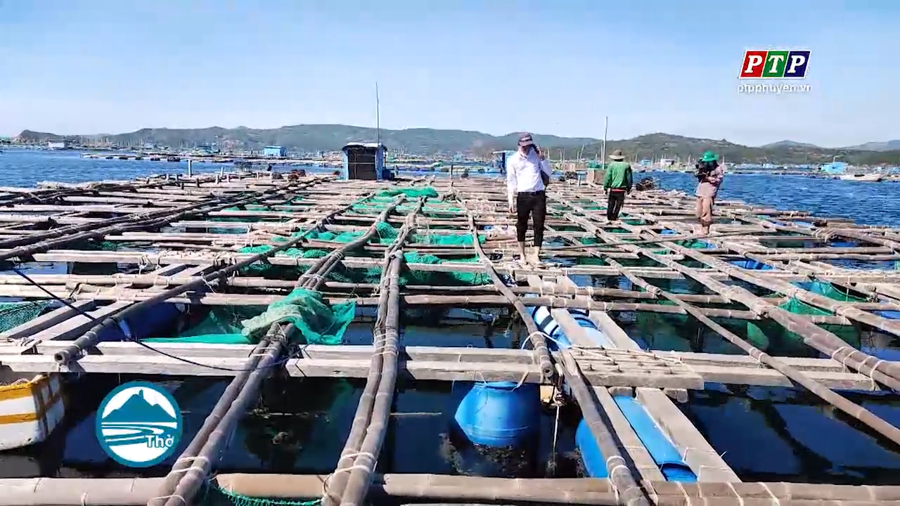 Vùng nuôi tôm hùm Sông Cầu: Tập trung thị trường cuối năm