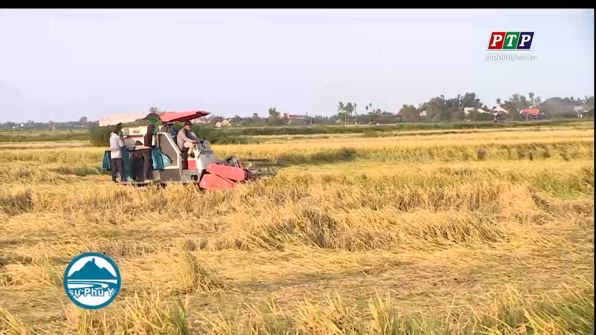 VỤ HÈ THU 2021 GIÁ LÚA XUỐNG THẤP, NÔNG DÂN PHÚ YÊN GIỮ LÚA CHỜ GIÁ