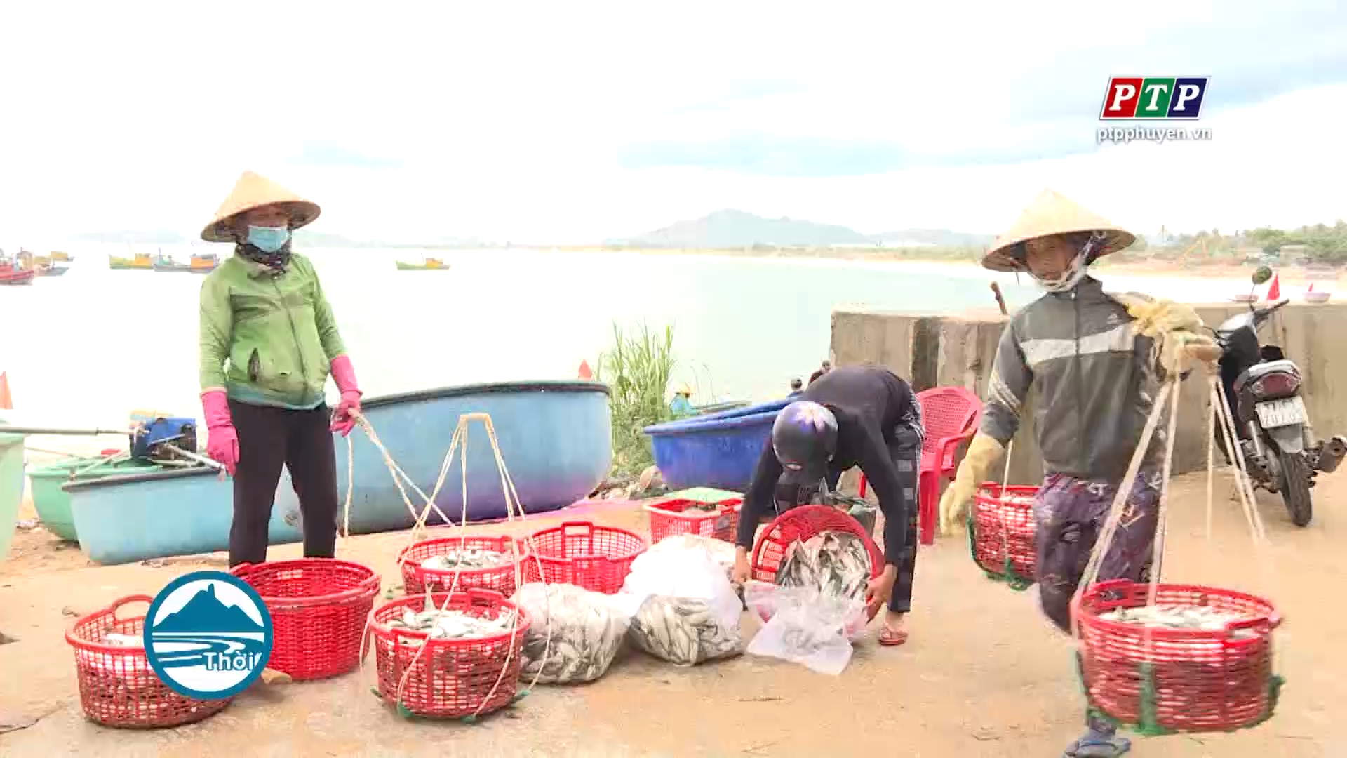 Ngư dân Phú Yên phấn khởi cá trích được mùa, được giá