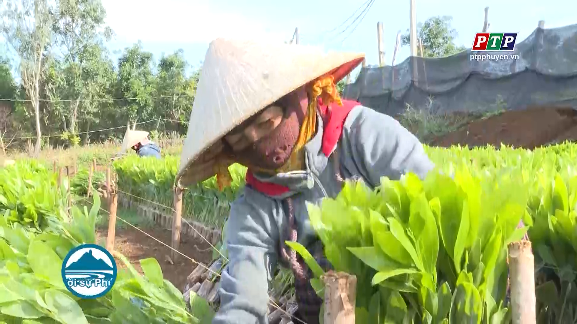 Đảm bảo cung ứng giống trồng rừng năm 2021