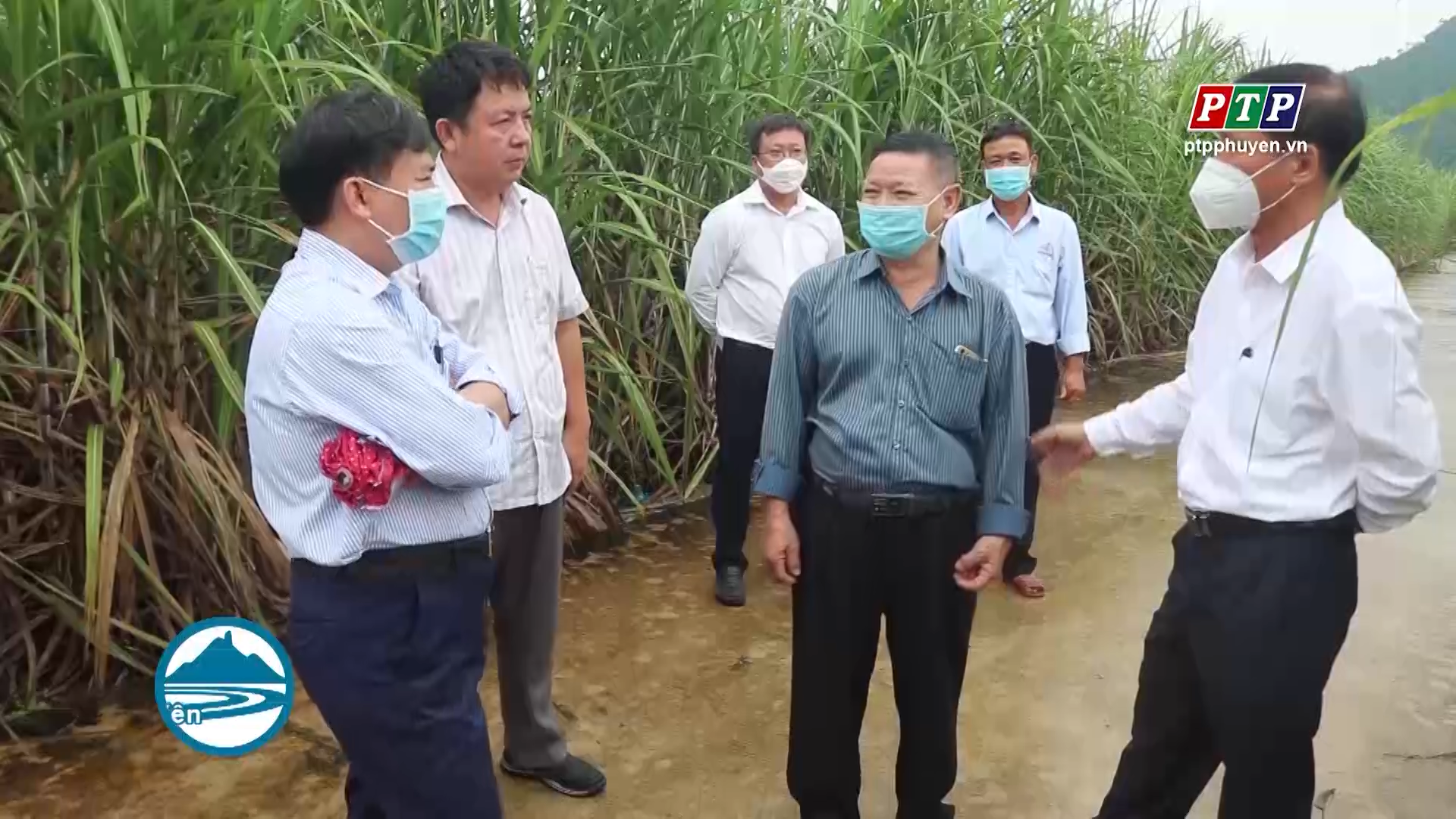 Tháo gỡ khó khăn hoạt động sản xuất mía đường do ảnh hưởng dịch Covid-19