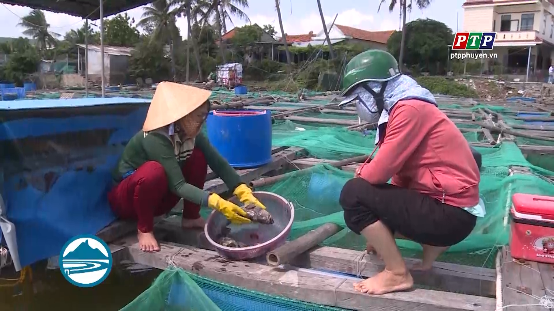 Tuy An: Cá nuôi bằng lồng bè chết hàng loạt