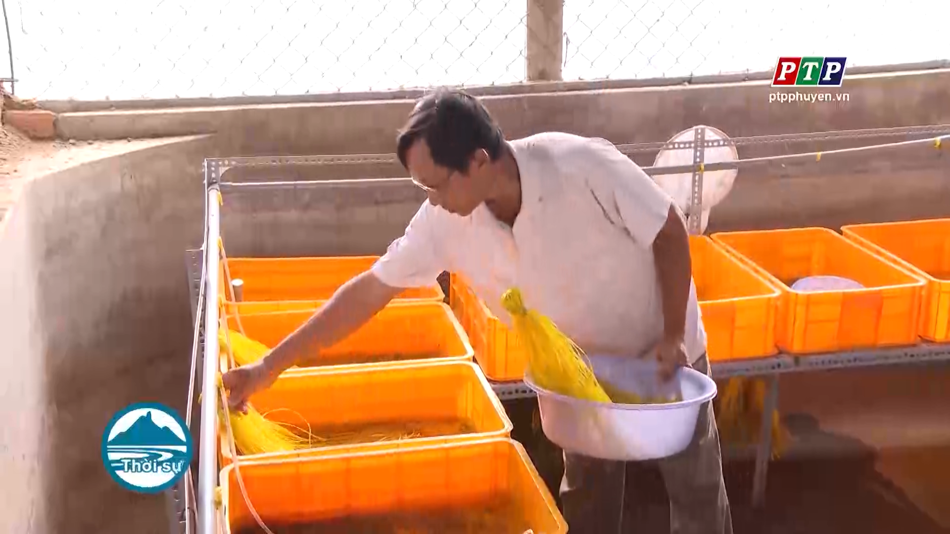 Triển khai mô hình nuôi lươn thương phẩm
