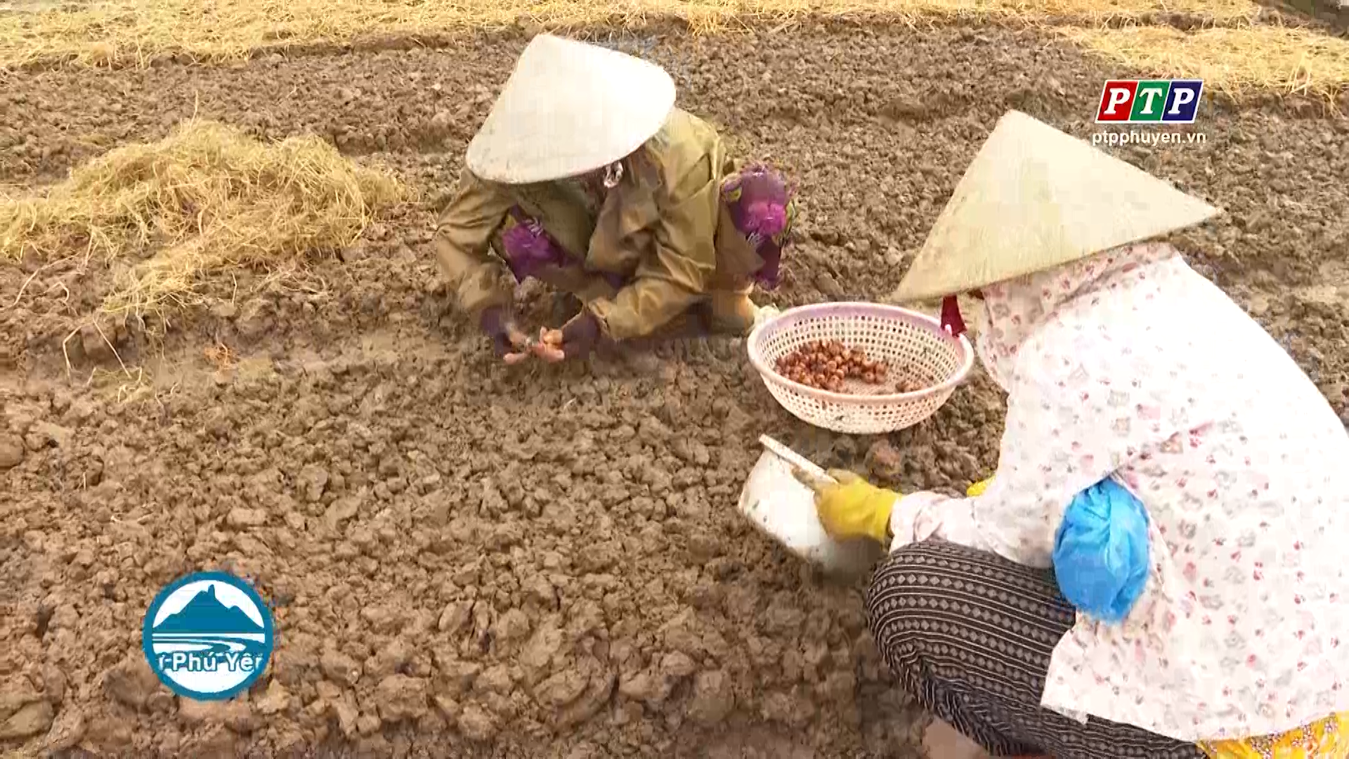 Nhà vườn thấp thỏm bước vào vụ hoa lay ơn Tết