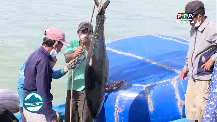 Niềm vui của ngư dân TP Tuy Hòa trên chuyến biển đầu năm