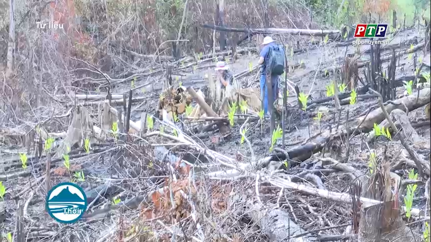Phú Yên: Khởi tố thêm 16 bị can trong vụ phá rừng ở huyện Sơn Hòa