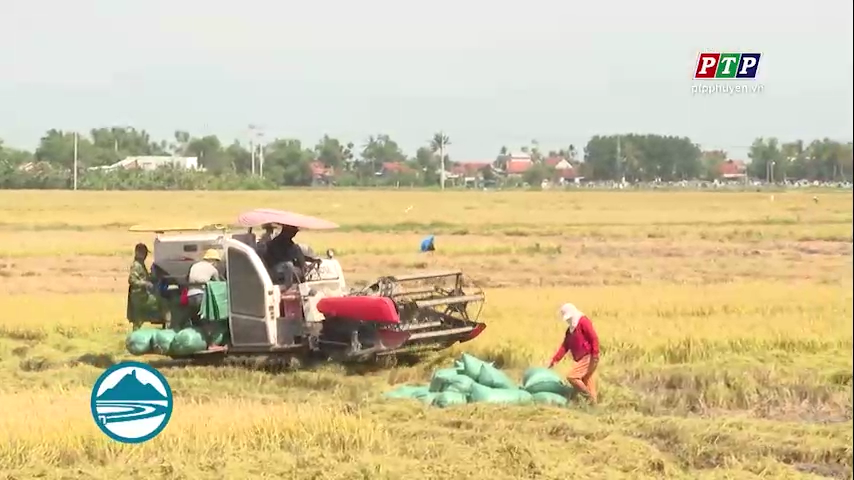 TRỞ NGẠI TRONG THU HOẠCH LÚA ĐÔNG XUÂN - NÔNG DÂN ĐÃ THIỆT HẠI CÀNG THÊM KHÓ