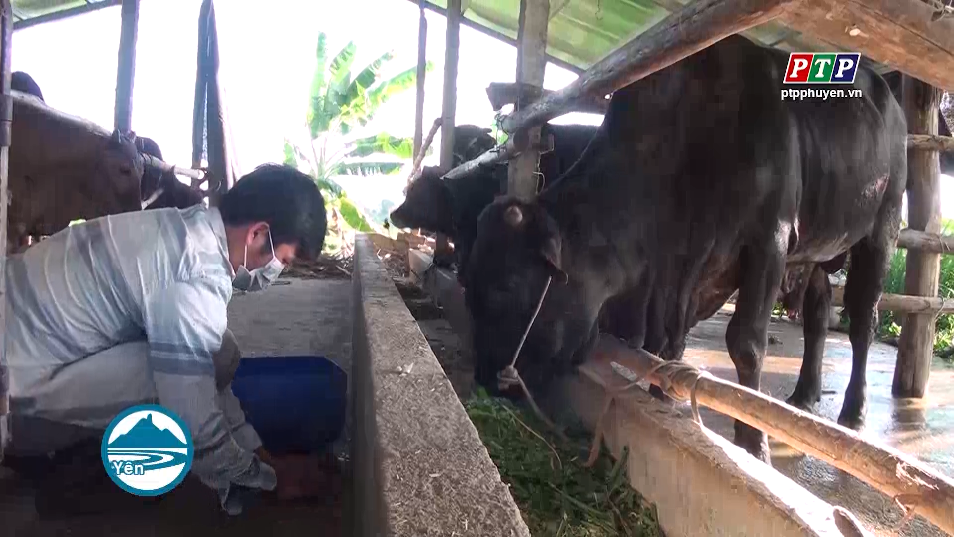 Cử nhân về quê khởi nghiệp