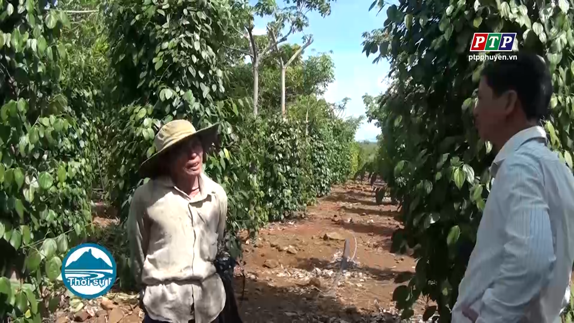 Ông Lê Văn Quang – nông dân bám đất làm giàu