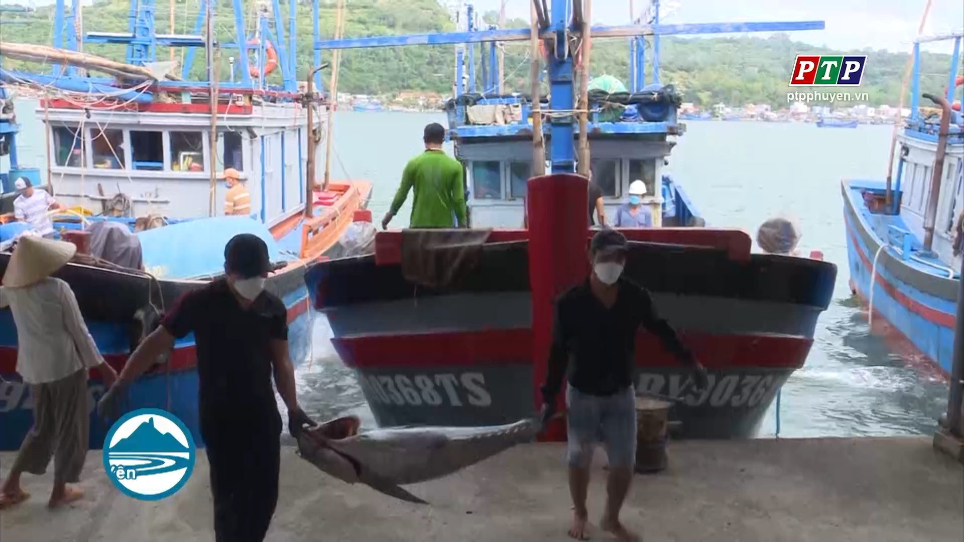 Tuy An: Phần lớn phương tiện tham gia khai thác cá ngừ đại dương đều thu nhập thấp