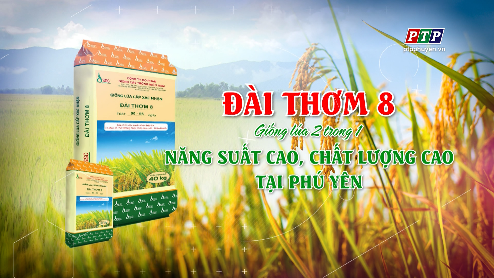 Ps: Đài Thơm 8 - Giống Lúa 2 Trong 1 - Năng Suất Cao, Chất Lượng Tại Phú Yên