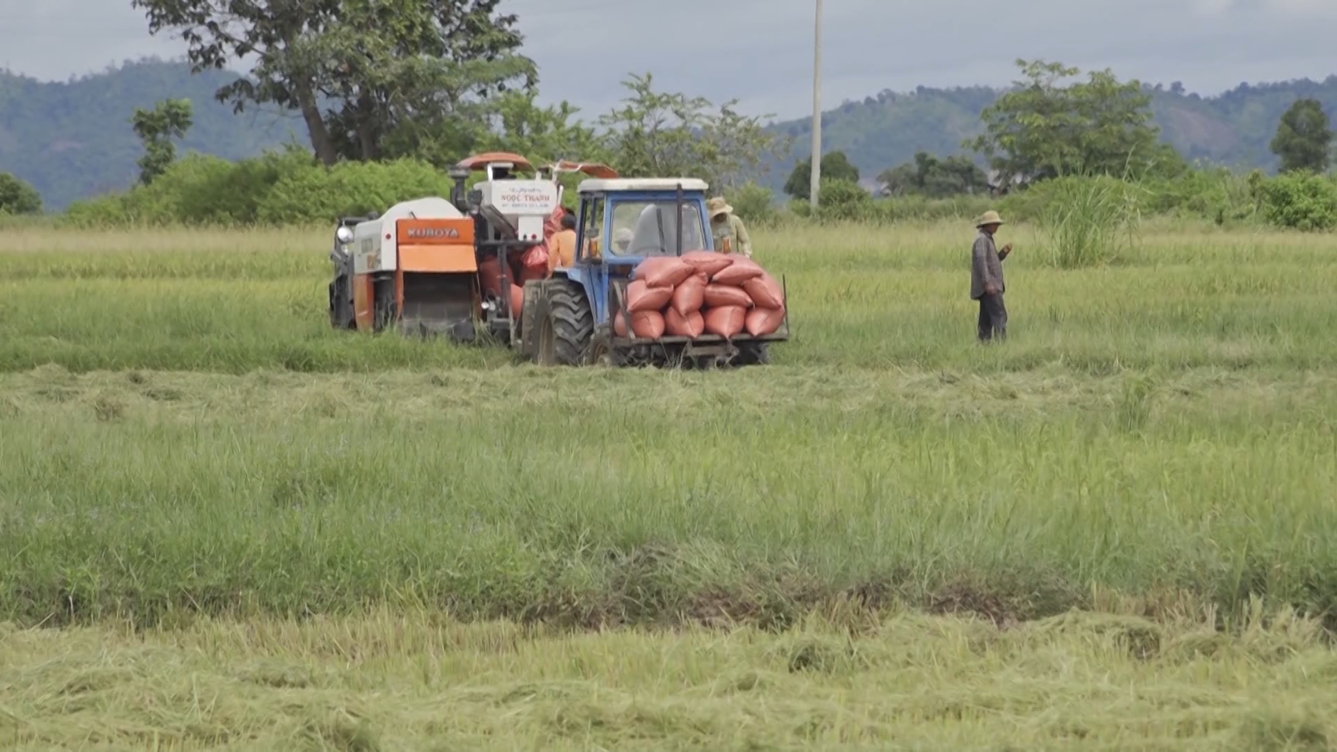 Cây lúa nước ở Krông Pa