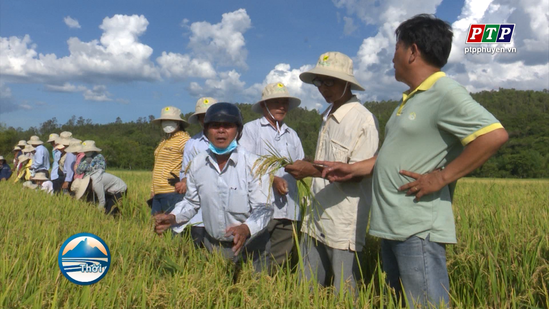 Tuy An: Hội thảo đầu bờ sản xuất giống lúa ML232